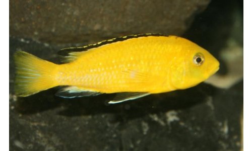 Labidochromis sp. yellow